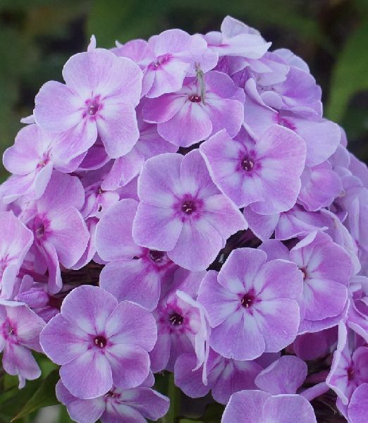 Phlox paniculata Purple